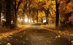 http://www.rainyblog.net/wp-content/uploads/2011/08/beautiful-autumn-wallpaper-240x150-1008098.jpg